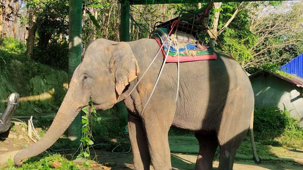 Катание не слонах на Пхукете Prayai Changthai Elephant