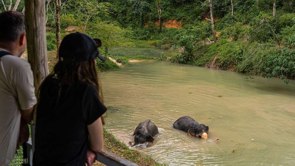 Phuket Elephant Sanctuary