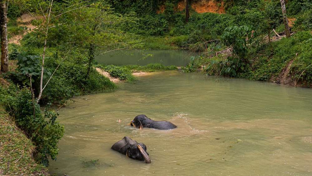 Phuket Elephant Sanctuary