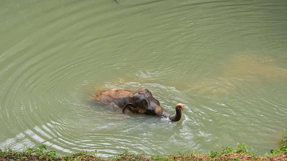 Phuket Elephant Sanctuary