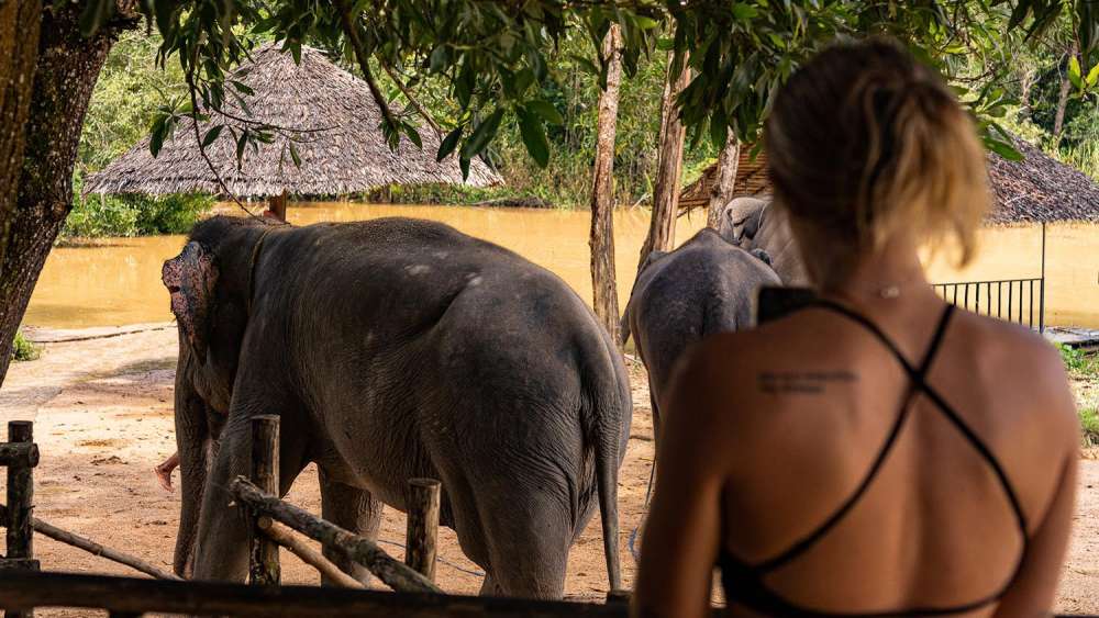 The Lake Elephant Nursery