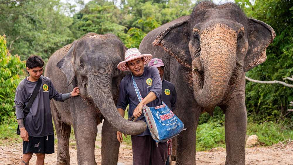 The Lake Elephant Nursery