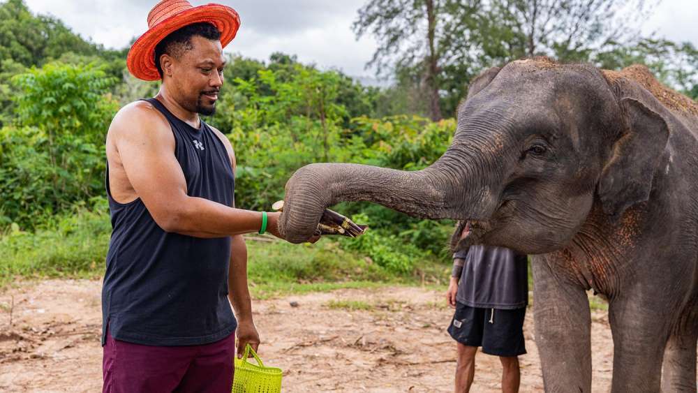 The Lake Elephant Nursery