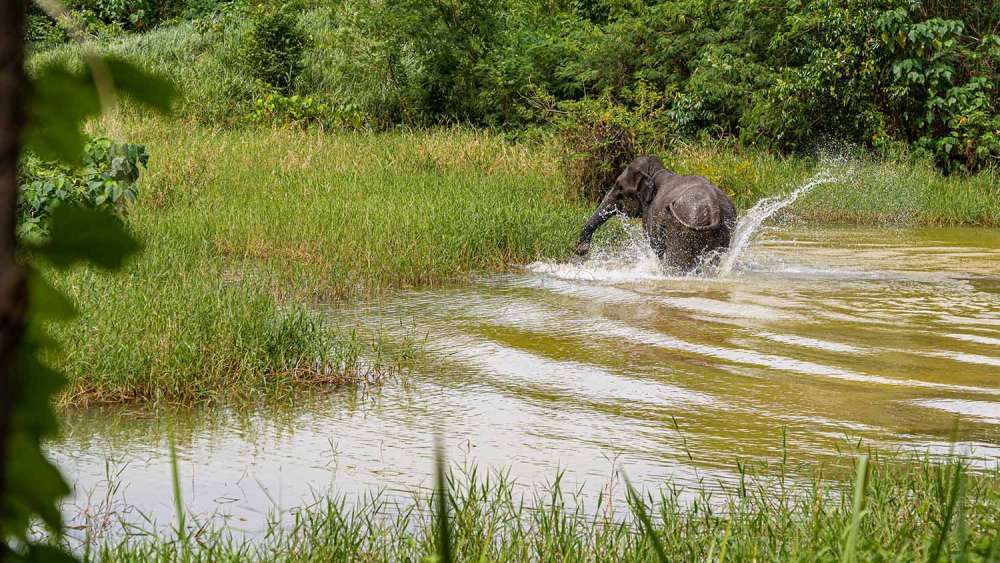 The Lake Elephant Nursery