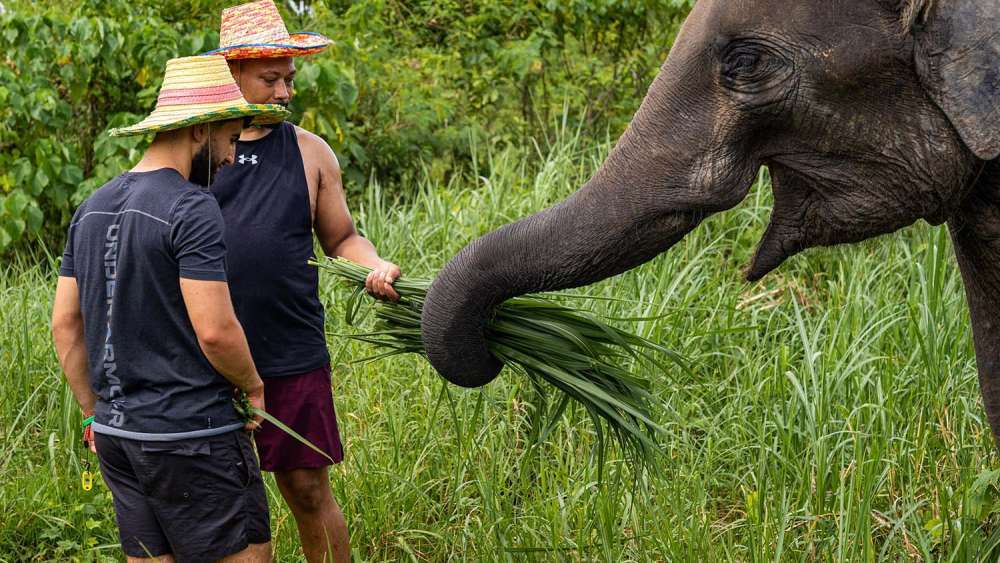 The Lake Elephant Nursery