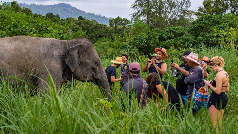 The Lake Elephant Nursery