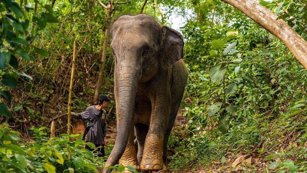 The Lake Elephant Nursery