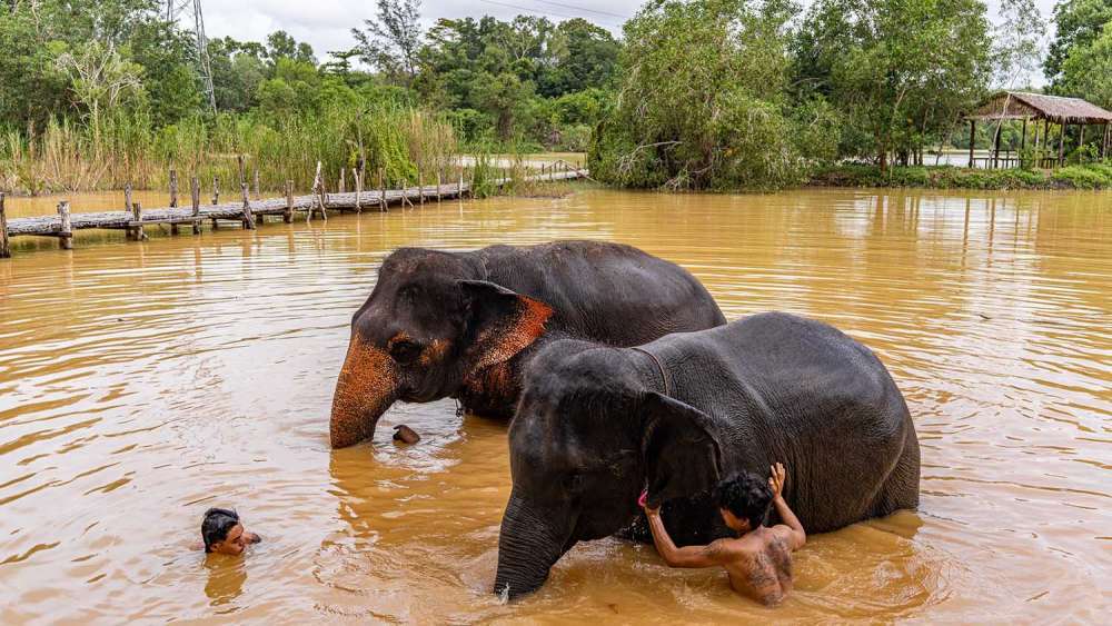 The Lake Elephant Nursery