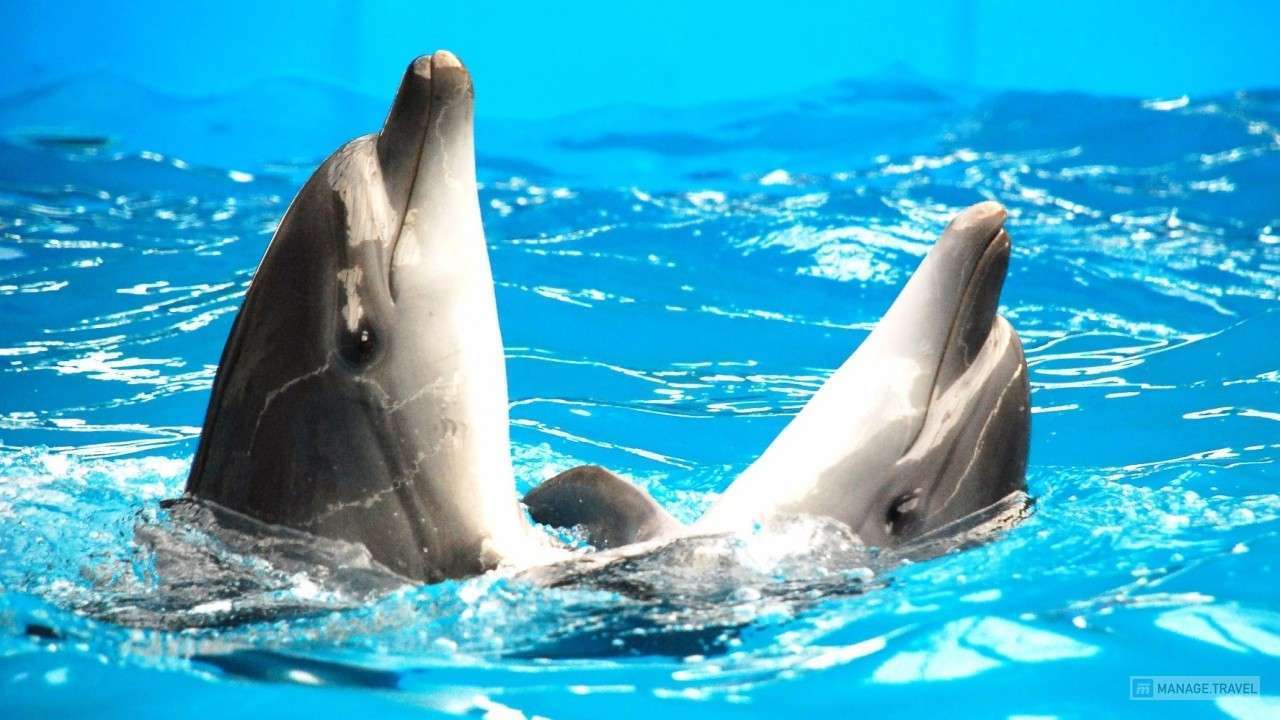 Танцы на воде дельфинов на Пхукете