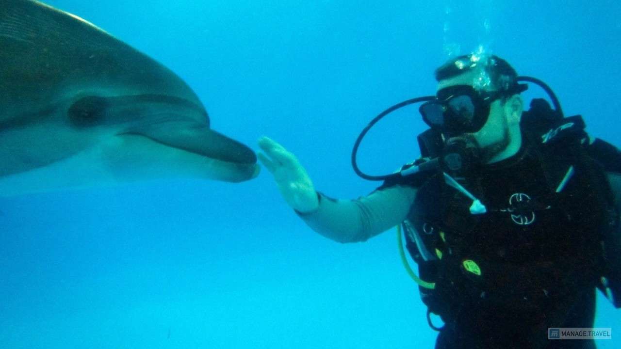 Дайвинг с дельфинами на Пхукете