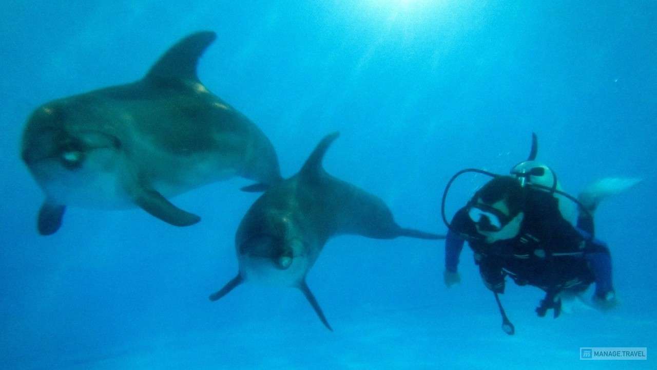 Купание с дельфинами на Пхукете