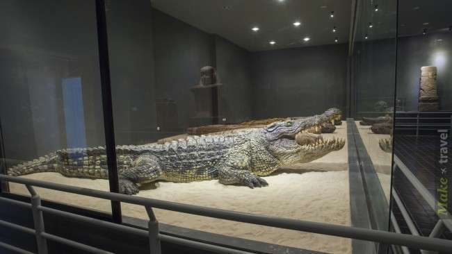Крокодиловая ферма Crocodile World