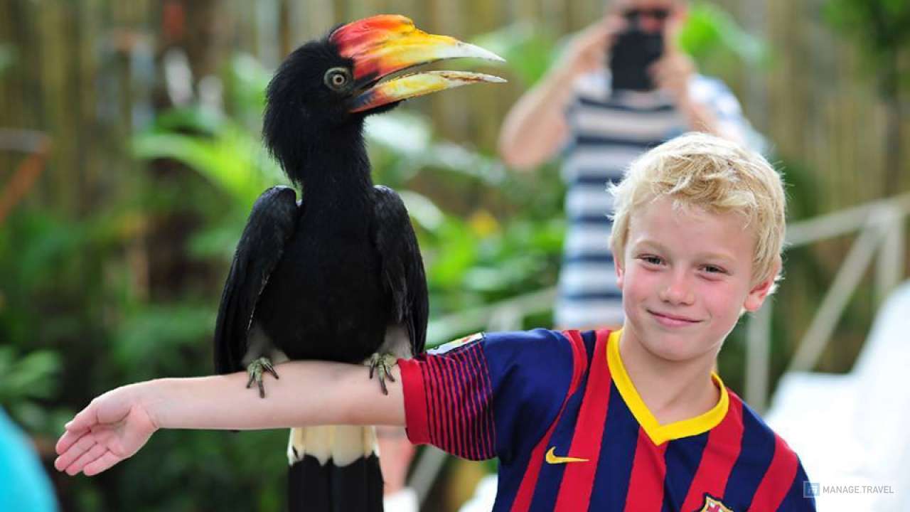 Попугай какаду на руке мальчика