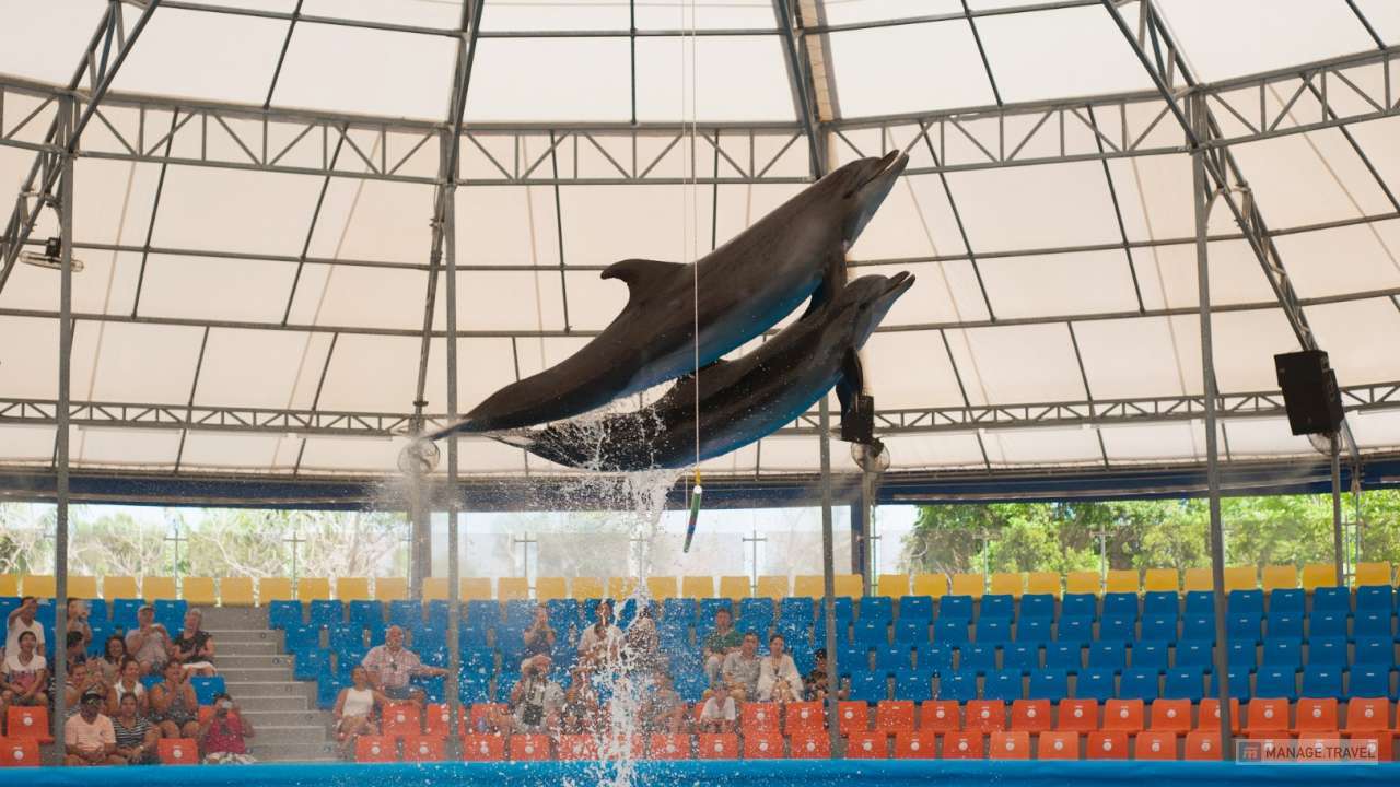 Два дельфина прыгают через кольцо 