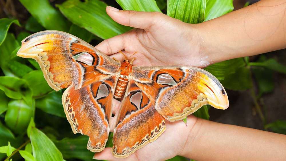 atlas moth 