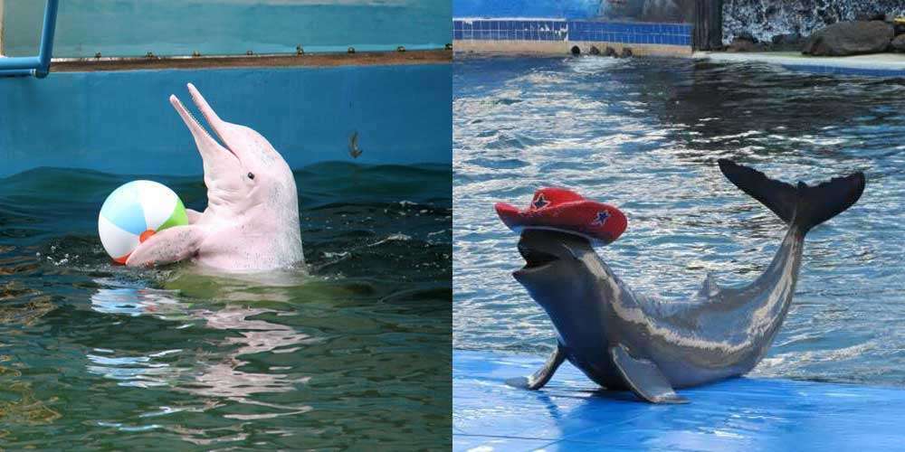 Дельфинарий Мир Животных в Паттайе