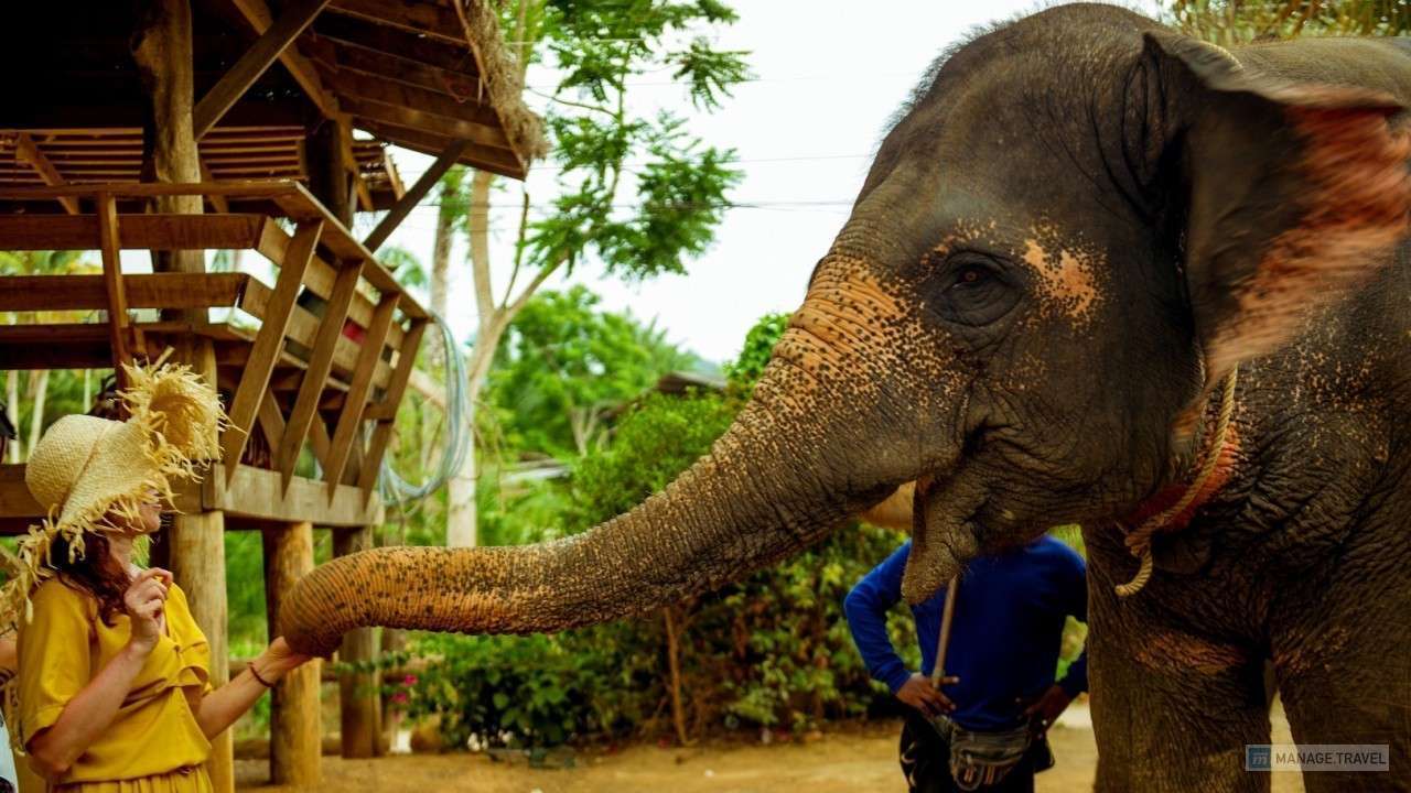 Туристы кормят слона бананами