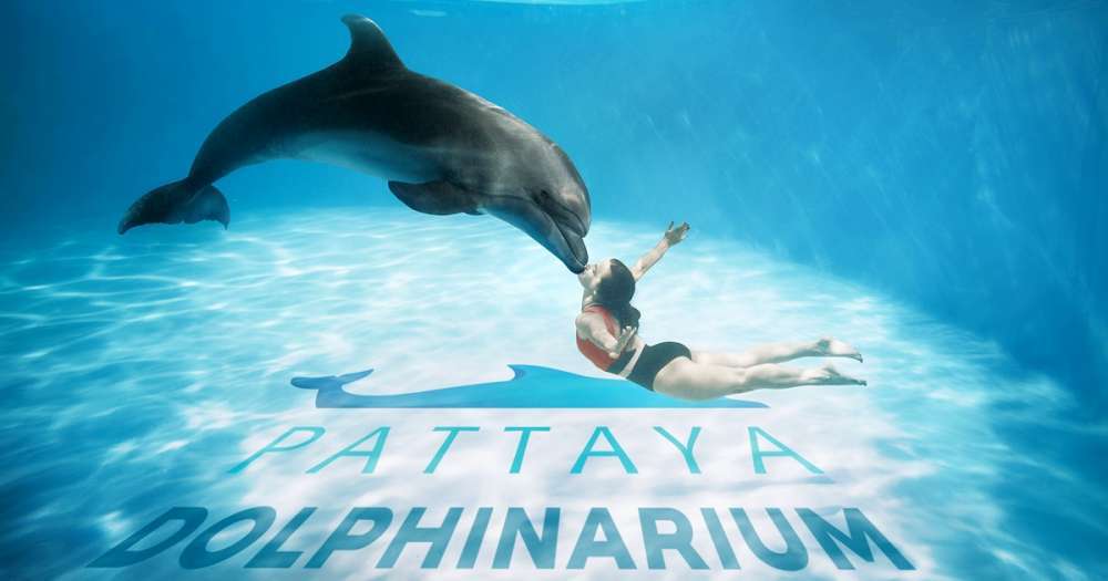 Новый Дельфинарий в Паттайе
